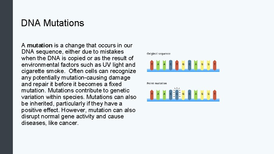 DNA Mutations A mutation is a change that occurs in our DNA sequence, either