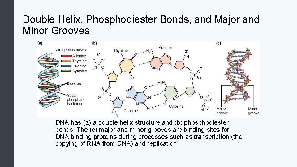 Double Helix, Phosphodiester Bonds, and Major and Minor Grooves DNA has (a) a double