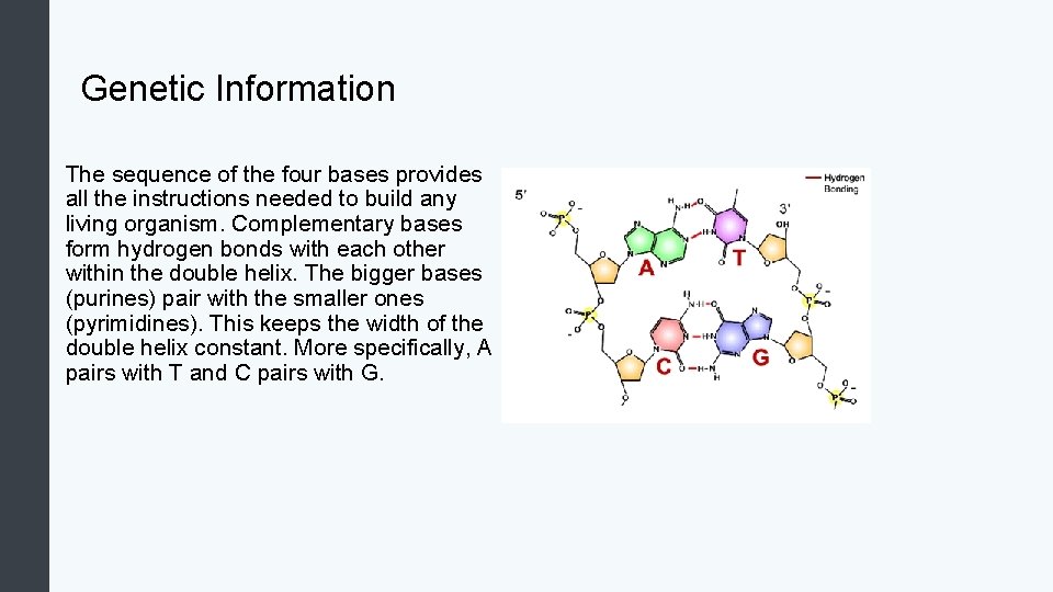 Genetic Information The sequence of the four bases provides all the instructions needed to