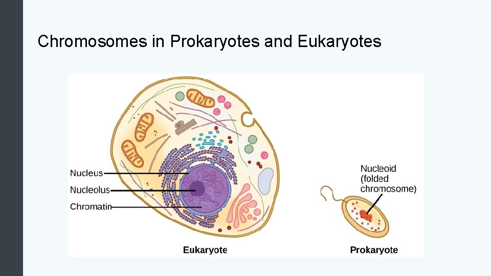 Chromosomes in Prokaryotes and Eukaryotes 