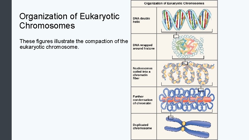Organization of Eukaryotic Chromosomes These figures illustrate the compaction of the eukaryotic chromosome. 