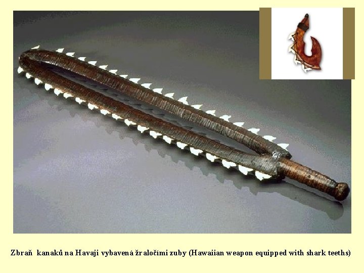 Zbraň kanaků na Havaji vybavená žraločími zuby (Hawaiian weapon equipped with shark teeths) 