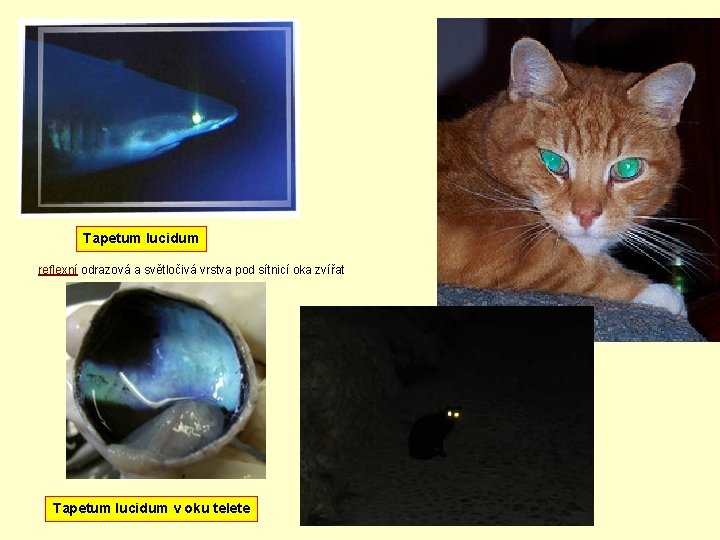 Tapetum lucidum reflexní odrazová a světločivá vrstva pod sítnicí oka zvířat Tapetum lucidum v