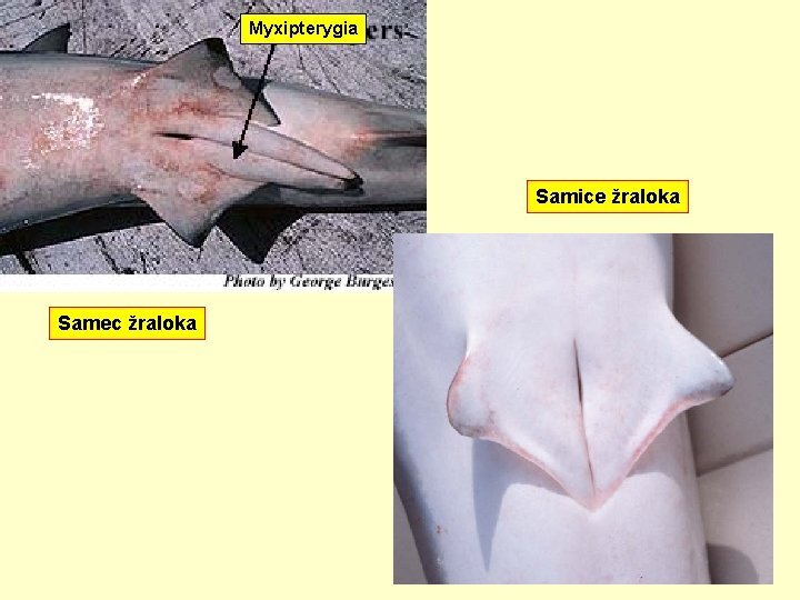 Myxipterygia Samice žraloka Samec žraloka 