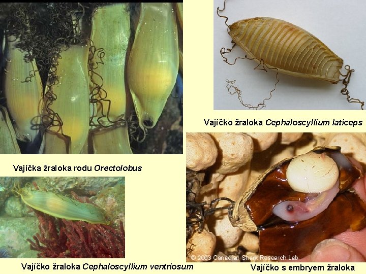 Vajíčko žraloka Cephaloscyllium laticeps Vajíčka žraloka rodu Orectolobus Vajíčko žraloka Cephaloscyllium ventriosum Vajíčko s