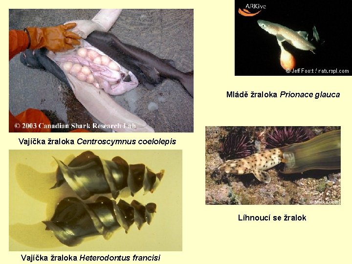 Mládě žraloka Prionace glauca Vajíčka žraloka Centroscymnus coelolepis Líhnoucí se žralok Vajíčka žraloka Heterodontus
