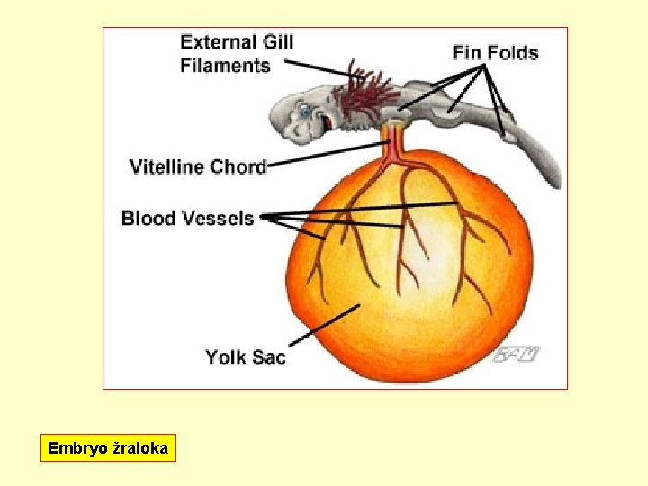 Embryo žraloka 