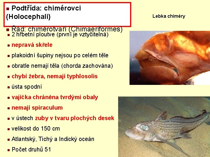 Podtřída: chimérovci (Holocephali) n n Řád: chimérotvaří (Chimaeriformes) n 2 hřbetní ploutve (první je