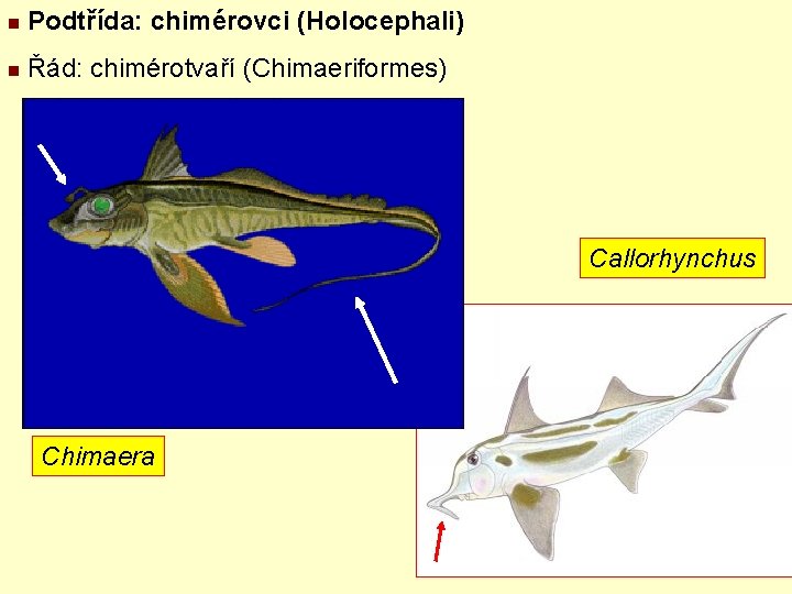n Podtřída: chimérovci (Holocephali) n Řád: chimérotvaří (Chimaeriformes) Callorhynchus Chimaera 