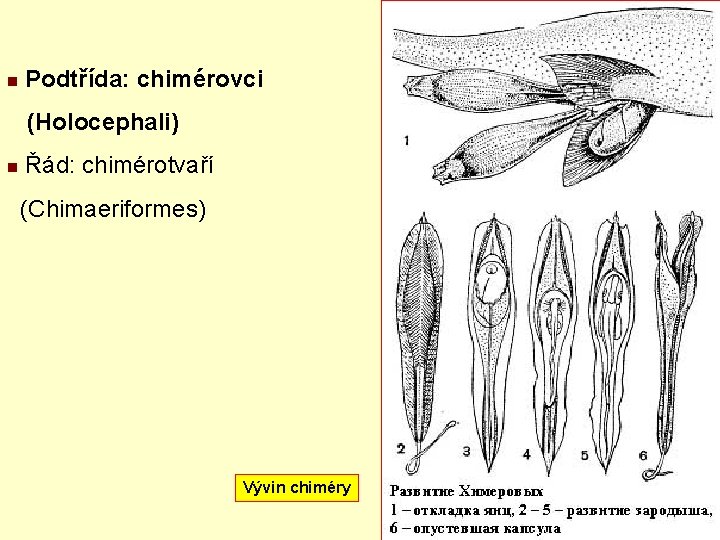 n Podtřída: chimérovci (Holocephali) n Řád: chimérotvaří (Chimaeriformes) Vývin chiméry 