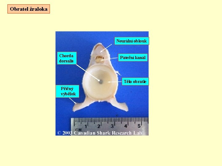 Obratel žraloka Neurální oblouk Chorda dorsalis Páteřní kanál Tělo obratle Příčný výběžek 