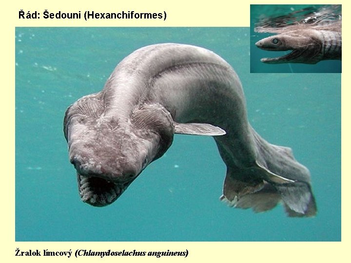 Řád: Šedouni (Hexanchiformes) Žralok límcový (Chlamydoselachus anguineus) 