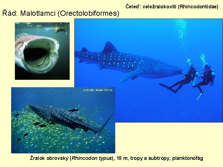 Řád: Malotlamci (Orectolobiformes) Čeleď: veležralokovití (Rhincodontidae) Žralok obrovský (Rhincodon typus), 18 m, tropy a