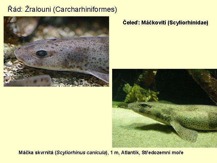 Řád: Žralouni (Carcharhiniformes) Čeleď: Máčkovití (Scyliorhinidae) Máčka skvrnitá (Scyliorhinus canicula), 1 m, Atlantik, Středozemní