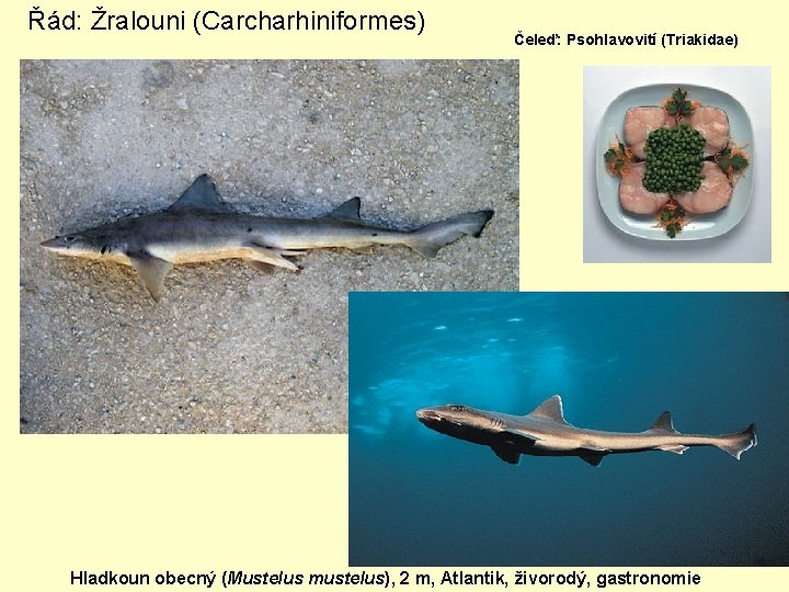 Řád: Žralouni (Carcharhiniformes) Čeleď: Psohlavovití (Triakidae) Hladkoun obecný (Mustelus mustelus), 2 m, Atlantik, živorodý,