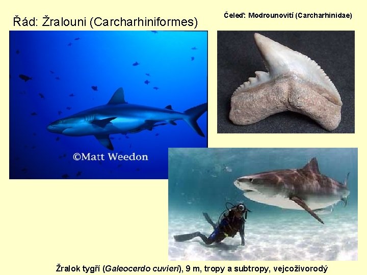 Řád: Žralouni (Carcharhiniformes) Čeleď: Modrounovití (Carcharhinidae) Žralok tygří (Galeocerdo cuvieri), 9 m, tropy a