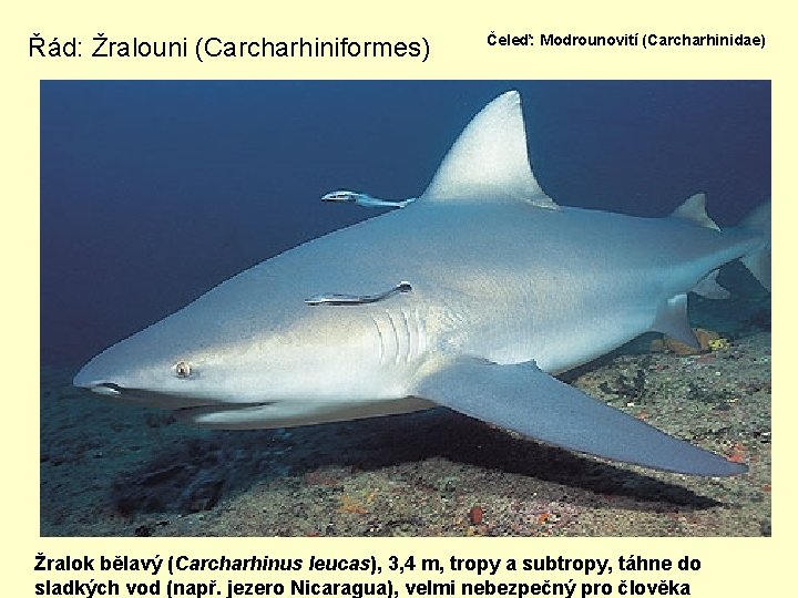 Řád: Žralouni (Carcharhiniformes) Čeleď: Modrounovití (Carcharhinidae) Žralok bělavý (Carcharhinus leucas), 3, 4 m, tropy