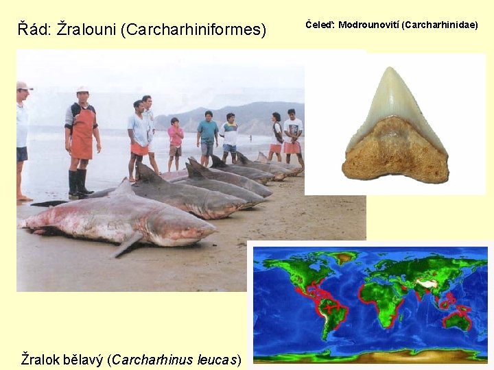 Řád: Žralouni (Carcharhiniformes) Žralok bělavý (Carcharhinus leucas) Čeleď: Modrounovití (Carcharhinidae) 