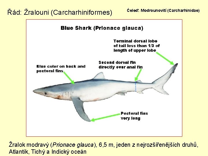 Řád: Žralouni (Carcharhiniformes) Čeleď: Modrounovití (Carcharhinidae) Žralok modravý (Prionace glauca), 6, 5 m, jeden