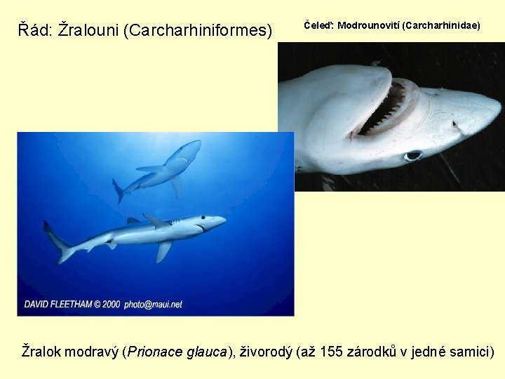 Řád: Žralouni (Carcharhiniformes) Čeleď: Modrounovití (Carcharhinidae) Žralok modravý (Prionace glauca), živorodý (až 155 zárodků