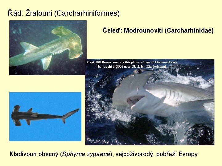 Řád: Žralouni (Carcharhiniformes) Čeleď: Modrounovití (Carcharhinidae) Kladivoun obecný (Sphyrna zygaena), vejcoživorodý, pobřeží Evropy 