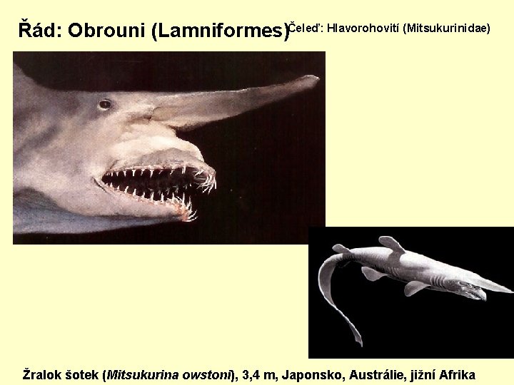 Řád: Obrouni (Lamniformes)Čeleď: Hlavorohovití (Mitsukurinidae) Žralok šotek (Mitsukurina owstoni), 3, 4 m, Japonsko, Austrálie,