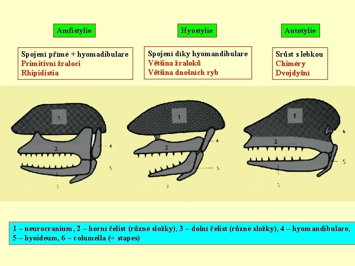 Amfistylie Hyostylie Autotylie Spojení přímé + hyomadibulare Primitivní žraloci Rhipidistia Spojení díky hyomandibulare Většina