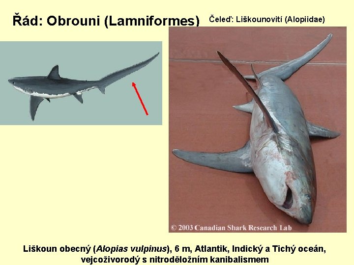 Řád: Obrouni (Lamniformes) Čeleď: Liškounovití (Alopiidae) Liškoun obecný (Alopias vulpinus), 6 m, Atlantik, Indický