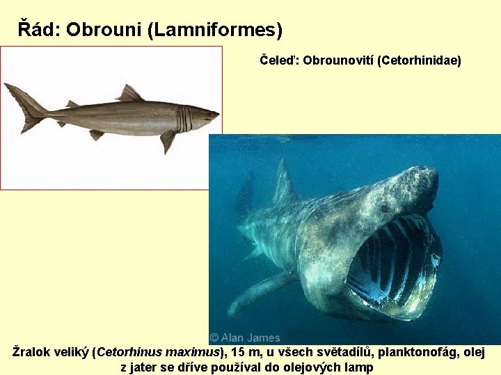 Řád: Obrouni (Lamniformes) Čeleď: Obrounovití (Cetorhinidae) Žralok veliký (Cetorhinus maximus), 15 m, u všech