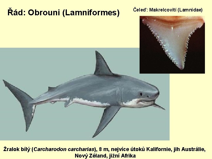 Řád: Obrouni (Lamniformes) Čeleď: Makrelcovití (Lamnidae) Žralok bílý (Carcharodon carcharias), 8 m, nejvíce útoků
