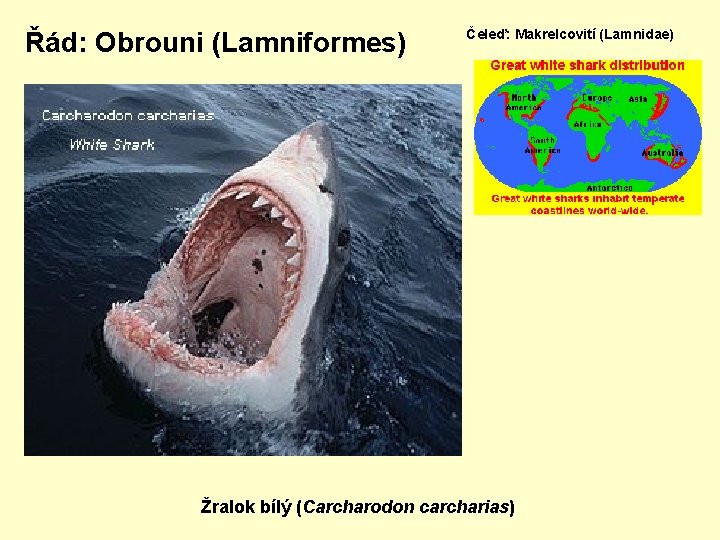 Řád: Obrouni (Lamniformes) Čeleď: Makrelcovití (Lamnidae) Žralok bílý (Carcharodon carcharias) 