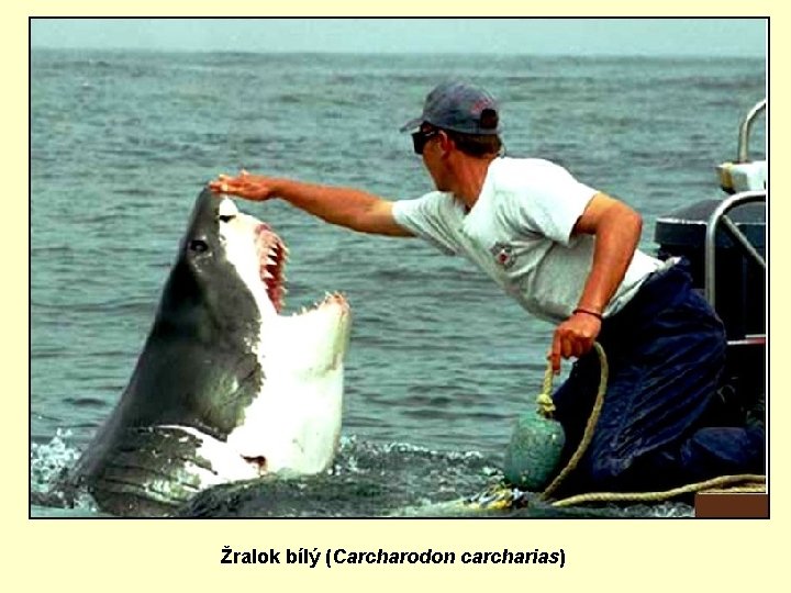 Žralok bílý (Carcharodon carcharias) 