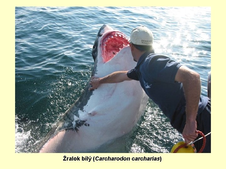 Žralok bílý (Carcharodon carcharias) 