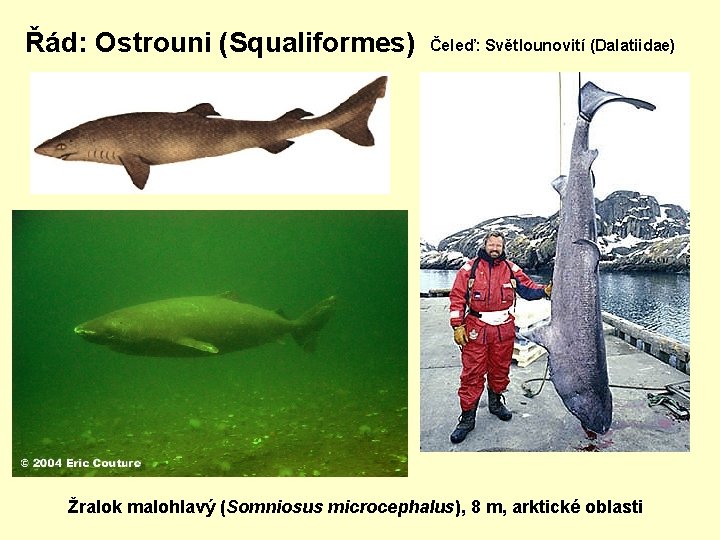 Řád: Ostrouni (Squaliformes) Čeleď: Světlounovití (Dalatiidae) Žralok malohlavý (Somniosus microcephalus), 8 m, arktické oblasti