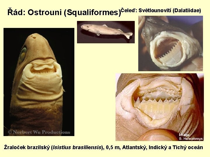Řád: Ostrouni (Squaliformes)Čeleď: Světlounovití (Dalatiidae) Žraloček brazilský (Isistius brasiliensis), 0, 5 m, Atlantský, Indický