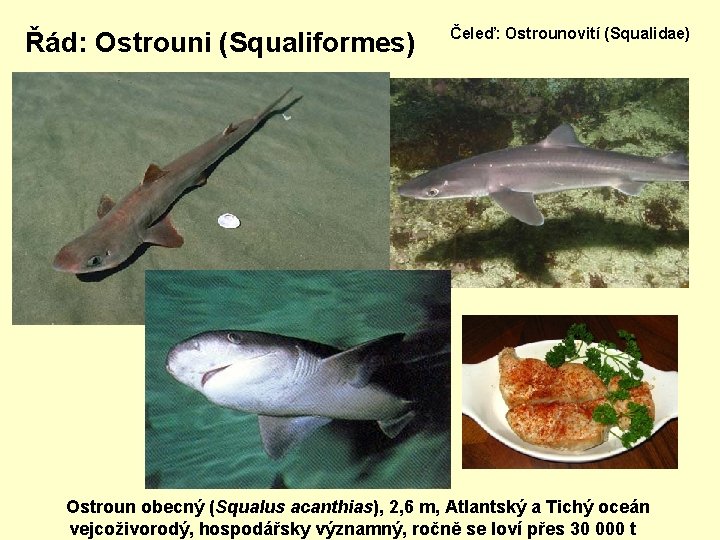 Řád: Ostrouni (Squaliformes) Čeleď: Ostrounovití (Squalidae) Ostroun obecný (Squalus acanthias), 2, 6 m, Atlantský
