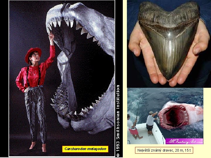 Carcharodon melagodon Největší známý dravec, 20 m, 15 t 