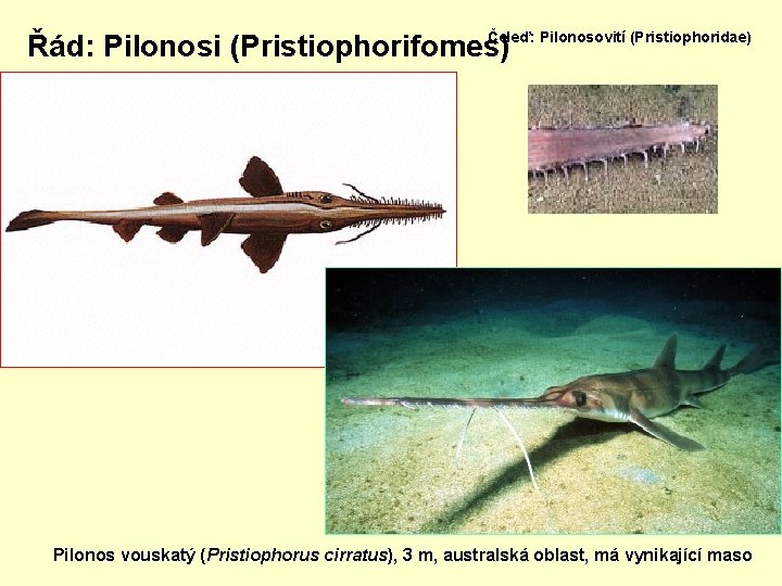 Čeleď: Pilonosovití (Pristiophoridae) Řád: Pilonosi (Pristiophorifomes) Pilonos vouskatý (Pristiophorus cirratus), 3 m, australská oblast,