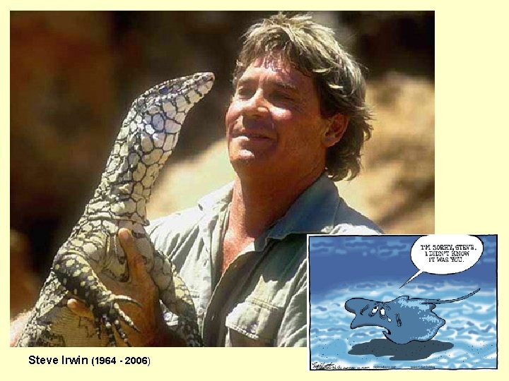 Steve Irwin (1964 - 2006) 