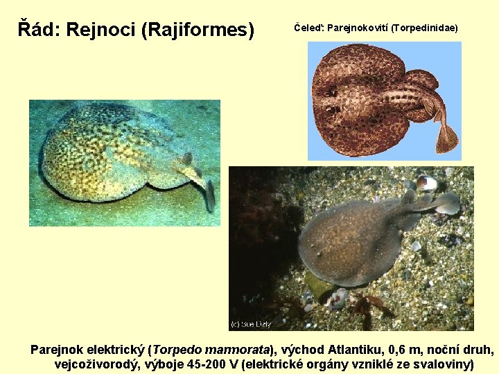Řád: Rejnoci (Rajiformes) Čeleď: Parejnokovití (Torpedinidae) Parejnok elektrický (Torpedo marmorata), východ Atlantiku, 0, 6