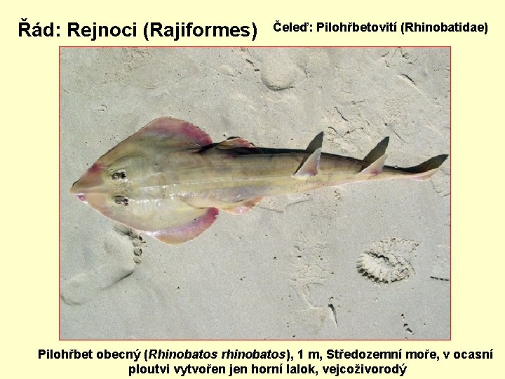 Řád: Rejnoci (Rajiformes) Čeleď: Pilohřbetovití (Rhinobatidae) Pilohřbet obecný (Rhinobatos rhinobatos), 1 m, Středozemní moře,