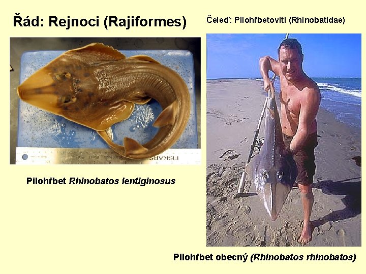 Řád: Rejnoci (Rajiformes) Čeleď: Pilohřbetovití (Rhinobatidae) Pilohřbet Rhinobatos lentiginosus Pilohřbet obecný (Rhinobatos rhinobatos) 