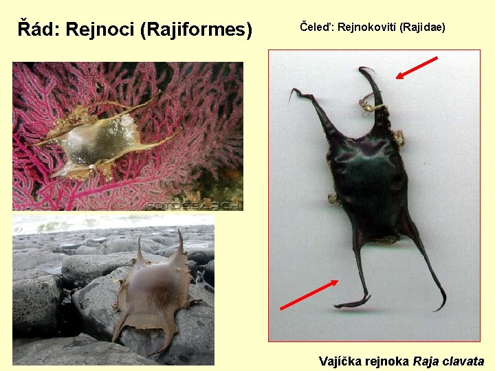 Řád: Rejnoci (Rajiformes) Čeleď: Rejnokovití (Rajidae) Vajíčka rejnoka Raja clavata 