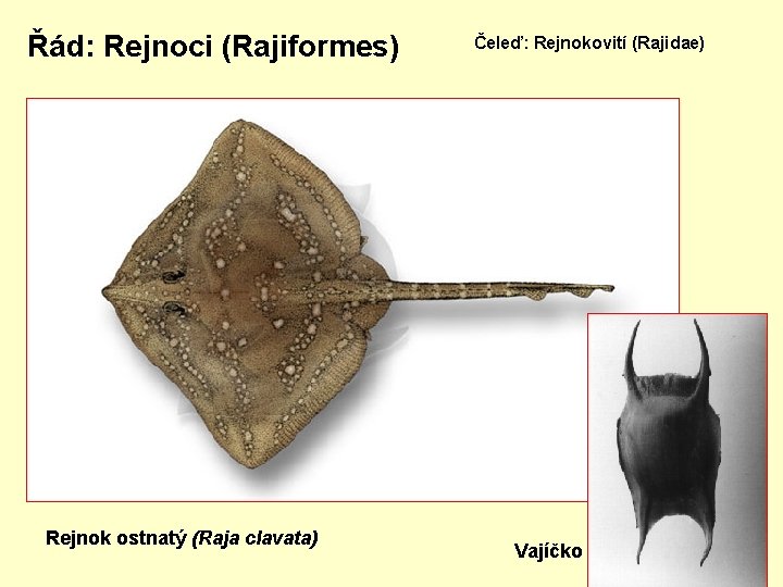 Řád: Rejnoci (Rajiformes) Rejnok ostnatý (Raja clavata) Čeleď: Rejnokovití (Rajidae) Vajíčko 