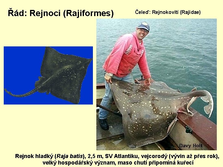 Řád: Rejnoci (Rajiformes) Čeleď: Rejnokovití (Rajidae) Rejnok hladký (Raja batis), 2, 5 m, SV