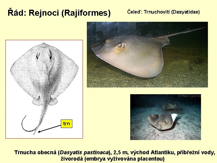 Řád: Rejnoci (Rajiformes) Čeleď: Trnuchovití (Dasyatidae) trn Trnucha obecná (Dasyatis pastinaca), 2, 5 m,