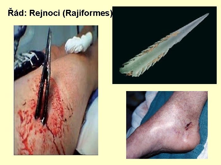 Řád: Rejnoci (Rajiformes) 