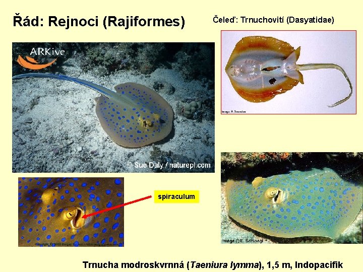 Řád: Rejnoci (Rajiformes) Čeleď: Trnuchovití (Dasyatidae) spiraculum Trnucha modroskvrnná (Taeniura lymma), 1, 5 m,