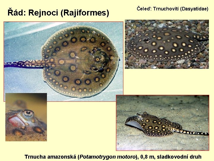 Řád: Rejnoci (Rajiformes) Čeleď: Trnuchovití (Dasyatidae) Trnucha amazonská (Potamotrygon motoro), 0, 8 m, sladkovodní