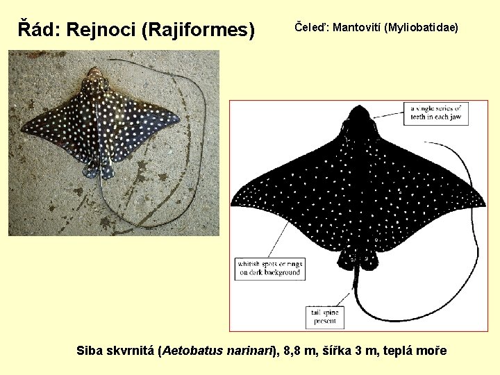 Řád: Rejnoci (Rajiformes) Čeleď: Mantovití (Myliobatidae) Siba skvrnitá (Aetobatus nari), 8, 8 m, šířka